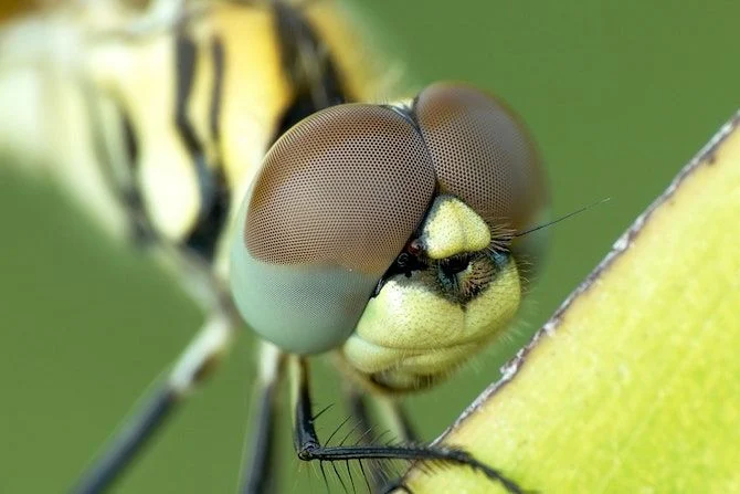 Objectif Macro insecte