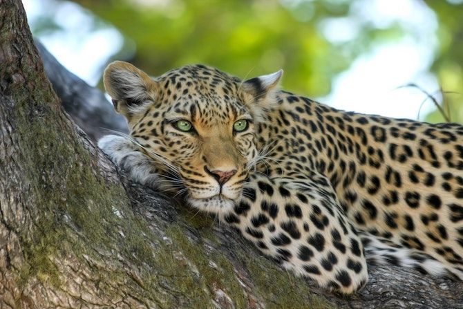 Téléobjectif photographie animalière